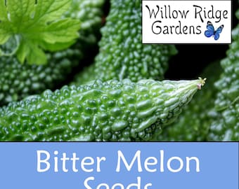 Bitter Melon Seeds,  Pesticide Free, 10+ Seeds, USA Grown
