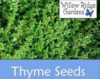 English Thyme Seeds, Sourced from Certified Grower, USA Grown, Medicinal Herbs