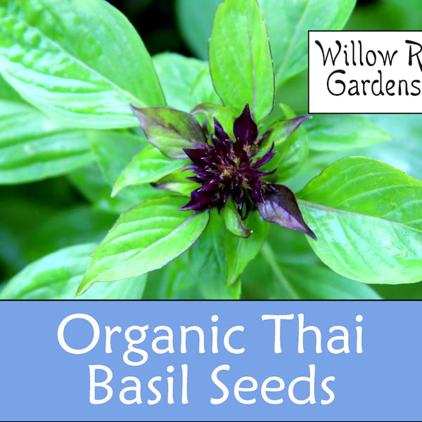 Organic Thai Basil Seeds, 50+ Seeds, Medicinal Herbs, Heirloom Seeds, Non GMO, Plant, USA Grown