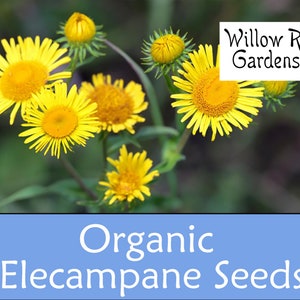 Organic Elecampane Seeds, 25 Seeds, Inula Helenium, Medicinal Herb Seeds, Heirloom, Flower Seeds, Non GMO, Plant, USA Grown