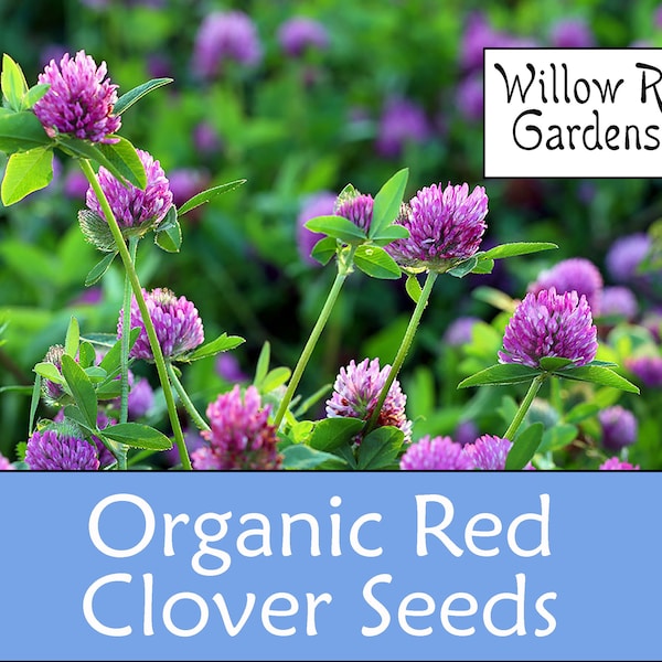 Organic Red Clover Seeds, 300+ Seeds, Medicinal Herbs, Heirloom Seeds, Non GMO, Plant, USA Grown
