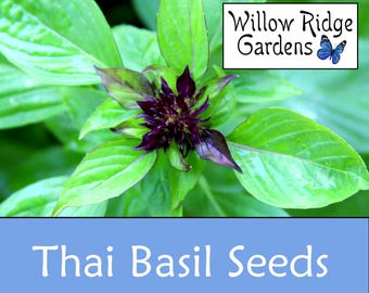 Thai Basil Seeds, Sourced from Certified Grower, 50+ Seeds, Medicinal Herbs, Heirloom Seeds, Non GMO, Plant, USA Grown
