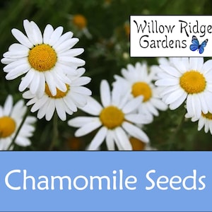 Roman Chamomile Seeds, Sourced from Certified Grower, USA Grown, Medicinal Herb (100+ Seeds)