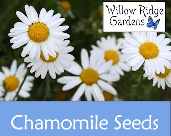 Roman Chamomile Seeds, Sourced from Certified Grower, USA Grown, Medicinal Herb (100+ Seeds)
