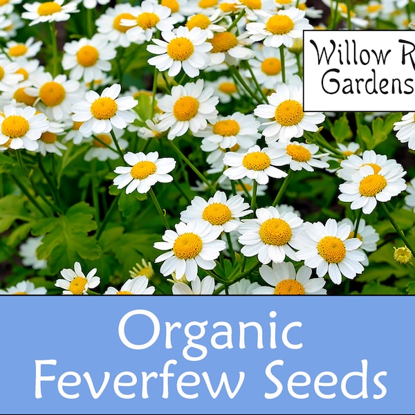 Organic Feverfew Seeds, 100+ Seeds, Medicinal Herbs, Heirloom Seeds, Non GMO, Plant, USA Grown