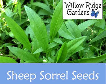 Sheep Sorrel Seeds, Sourced from Certified Grower, Rumex acetosells, 100 Seeds, Medicinal Herb Seeds, Non GMO, USA Grown