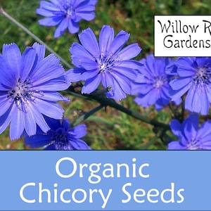 Organic Chicory Seeds, 300+ Seeds, Forage Chicory, Medicinal Herb Seeds, Heirloom, Flower Seeds, Non GMO, Plant, USA Grown