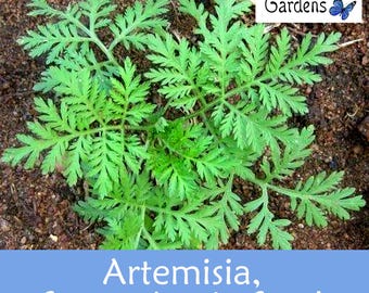 Sweet Annie Seeds, Artemisia Annua, Sourced from Certified Growers, Pesticide free, USA Grown (300+ Seeds)