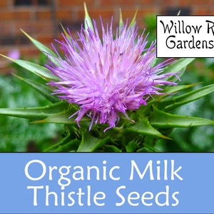 Organic Milk Thistle Seeds, 15+ Seeds, Silybum Marianum, Medicinal Herb Seeds, Heirloom, Non GMO, Milk Thiste Plant, USA Grown