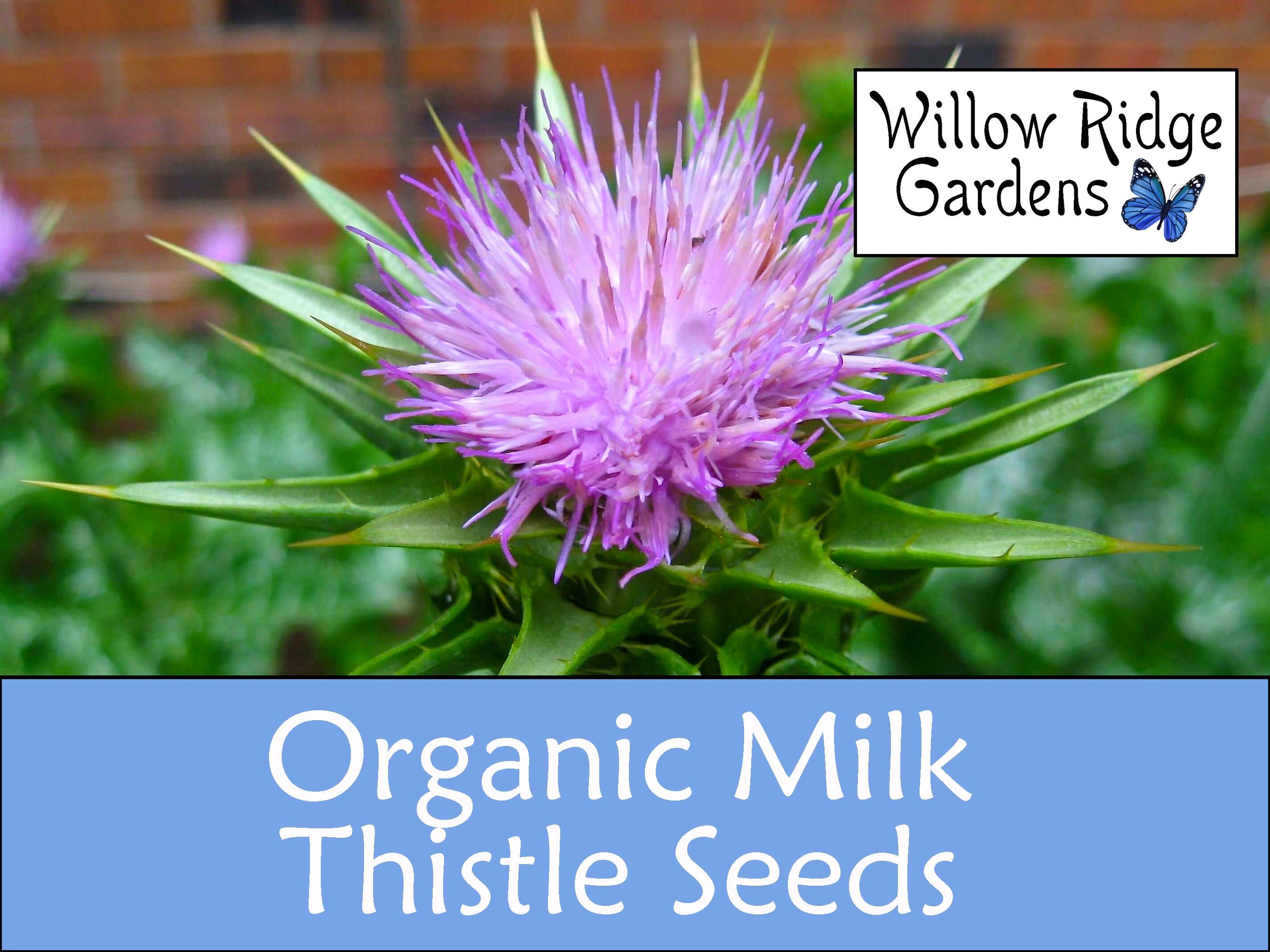 Organic Milk Thistle