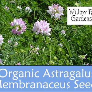 Organic Astragalus Seeds, USA Grown, Medicinal Herb (20+ Seeds)