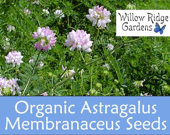 Organic Astragalus Seeds, 20+ Seeds, Membranaceus, Medicinal Herb Seeds, Heirloom Seeds, Non GMO, USA Grown