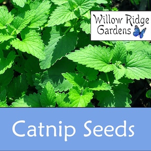 Catnip Seeds, 30+ Seeds, Sourced from Certified Growers, Pesticide Free, Medicinal Herbs, Heirloom Seeds, Non GMO, USA Grown