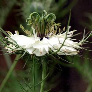 Pode incluir: Uma flor branca com caules verdes e p&eacute;talas delicadas. A flor &eacute; cercada por folhas finas e espinhosas.
