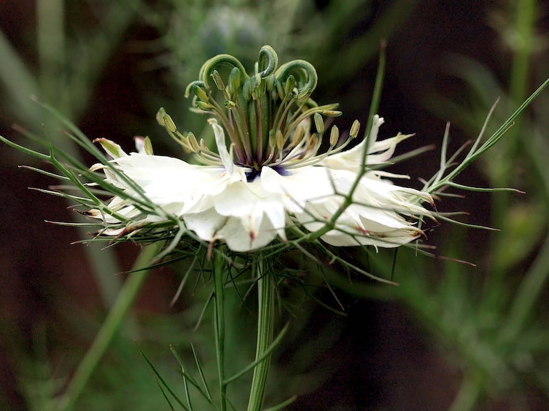 Pode incluir: Uma flor branca com caules verdes e p&eacute;talas delicadas. A flor &eacute; cercada por folhas finas e espinhosas.