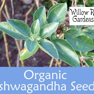 Organic Ashwagandha Seeds, 30+ Seeds, Medicinal Herb Seeds, Heirloom, Indian Ginseng, Withania Somnifera, Ashwagandha Plants USA Grown