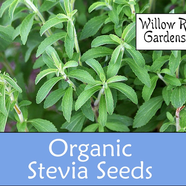 Organic Stevia Seeds, 15 Seeds, Medicinal Herb Seeds, Heirloom, Organic Herb Seeds, Stevia Plant, USA Grown