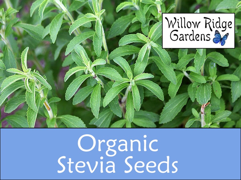 Organic Stevia Seeds 15 Seeds Medicinal Herbs Heirloom Etsy