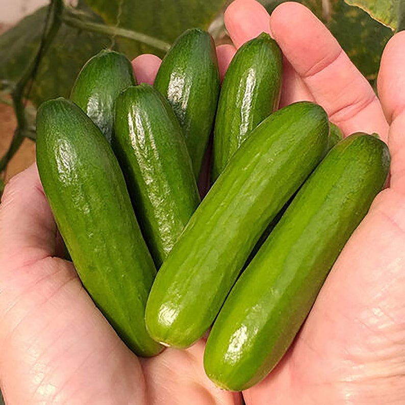 WillowRidgeGardens Cucumber Seeds - Thumbnail 2