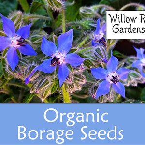 Organic Borage Seeds, Borago Officinalis, 30 Seeds, Medicinal Herbs, Heirloom Seeds, Non GMO, Plant, USA Grown
