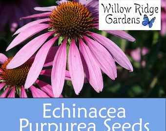 Echinacea Seeds, Purple Coneflower, Sourced from Certified Growers, USA Grown (50+ Seeds)