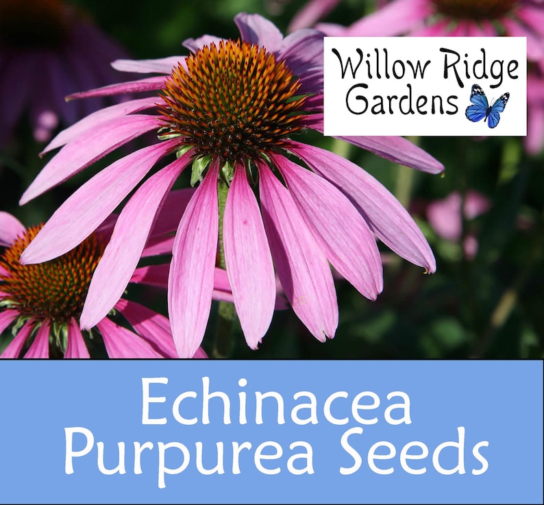 Willow Ridge Gardens Echinacea Coneflower Seeds - Thumbnail 4
