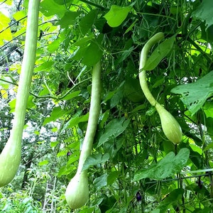 May include: Three long, pale green gourds hang from a vine in a garden. The gourds are curved and have a smooth texture. The vine is covered in green leaves.