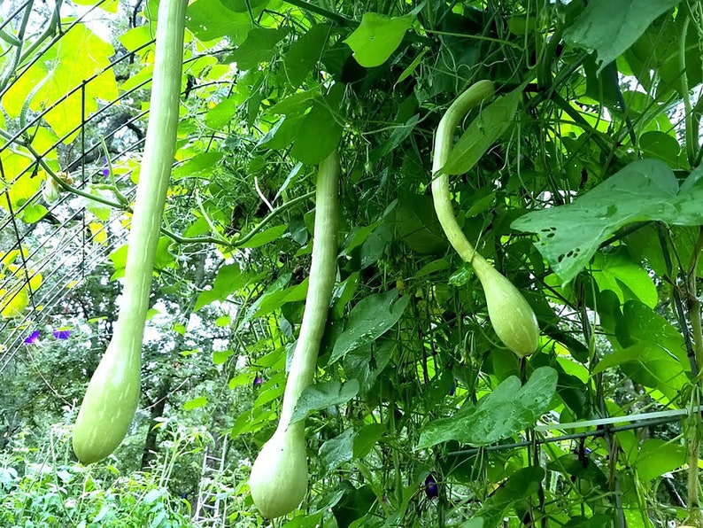 May include: Three long, pale green gourds hang from a vine in a garden. The gourds are curved and have a smooth texture. The vine is covered in green leaves.