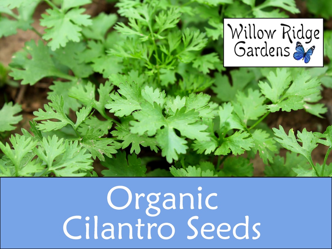 Organic Slowbolt Cilantro Seeds, 20 Seeds, Cilantro Herb, Medicinal