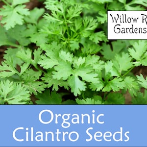 Organic Slow-Bolt Cilantro Seeds, 20+ Seeds, Cilantro Herb, Medicinal Herbs, Heirloom Seeds, Non GMO, Plant, USA Grown