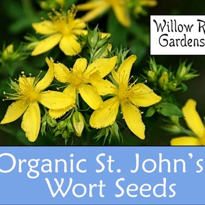 Organic St John's Wort Seeds, 100+ Seeds, Hypericum Perforatum, Medicinal Herbs, Heirloom Seeds, Non GMO, Plant, Garden