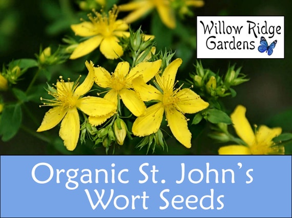 St John's Wort Seeds - Organically Sourced from Certified Organic Grower, 100+ Seeds, Hypericum Perforatum, Medicinal Herbs, Non GMO