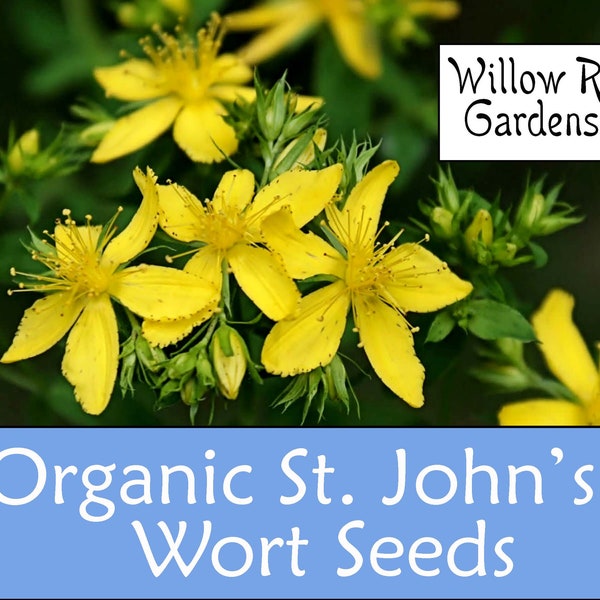 Organic St John's Wort Seeds, 100+ Seeds, Hypericum Perforatum, Medicinal Herbs, Heirloom Seeds, Non GMO, Plant, Garden