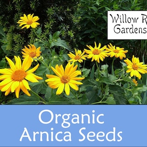 Organic Mountain Arnica Seeds, Arnica Montana, 15+ Seeds, Medicinal Herb Seeds, Heirloom, Non GMO, Medicinal Plants, USA Grown