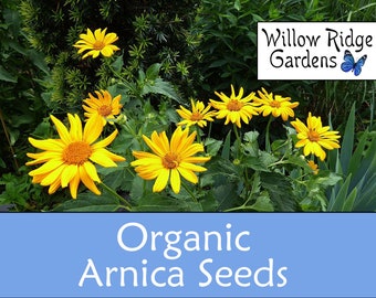 Organic Mountain Arnica Seeds, Arnica Montana, 15+ Seeds, Medicinal Herb Seeds, Heirloom, Non GMO, Medicinal Plants, USA Grown