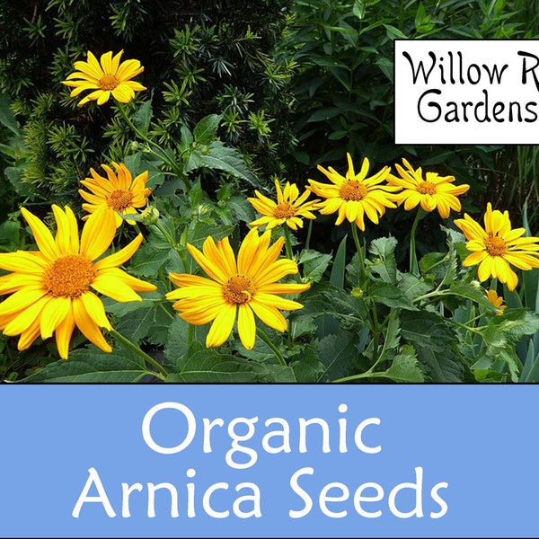 Organic Meadow Arnica Seeds, Arnica Meadow, 15+ Seeds, Medicinal Herb Seeds, Heirloom, Non GMO, Medicinal Plants, USA Grown