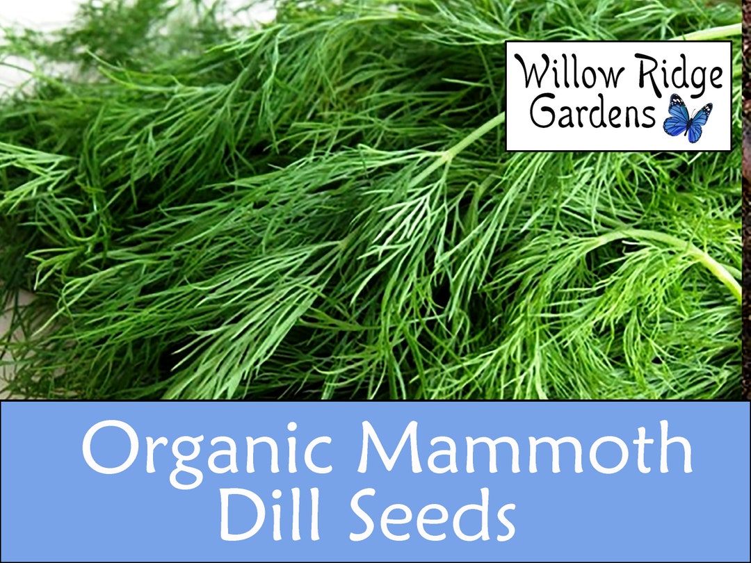 Organic Mammoth Dill Seeds, 30 Seeds, Dill Herb, Medicinal Herb Seeds