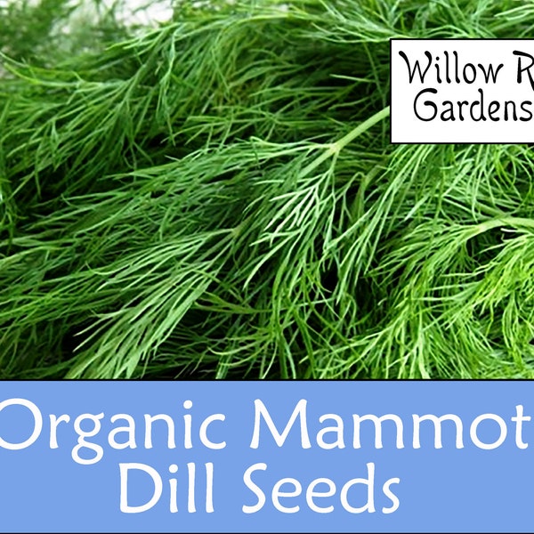 Organic Mammoth Dill Seeds, 30+ Seeds, Dill Herb, Medicinal Herb Seeds, Heirloom, Non GMO, Dill Plant, USA Grown