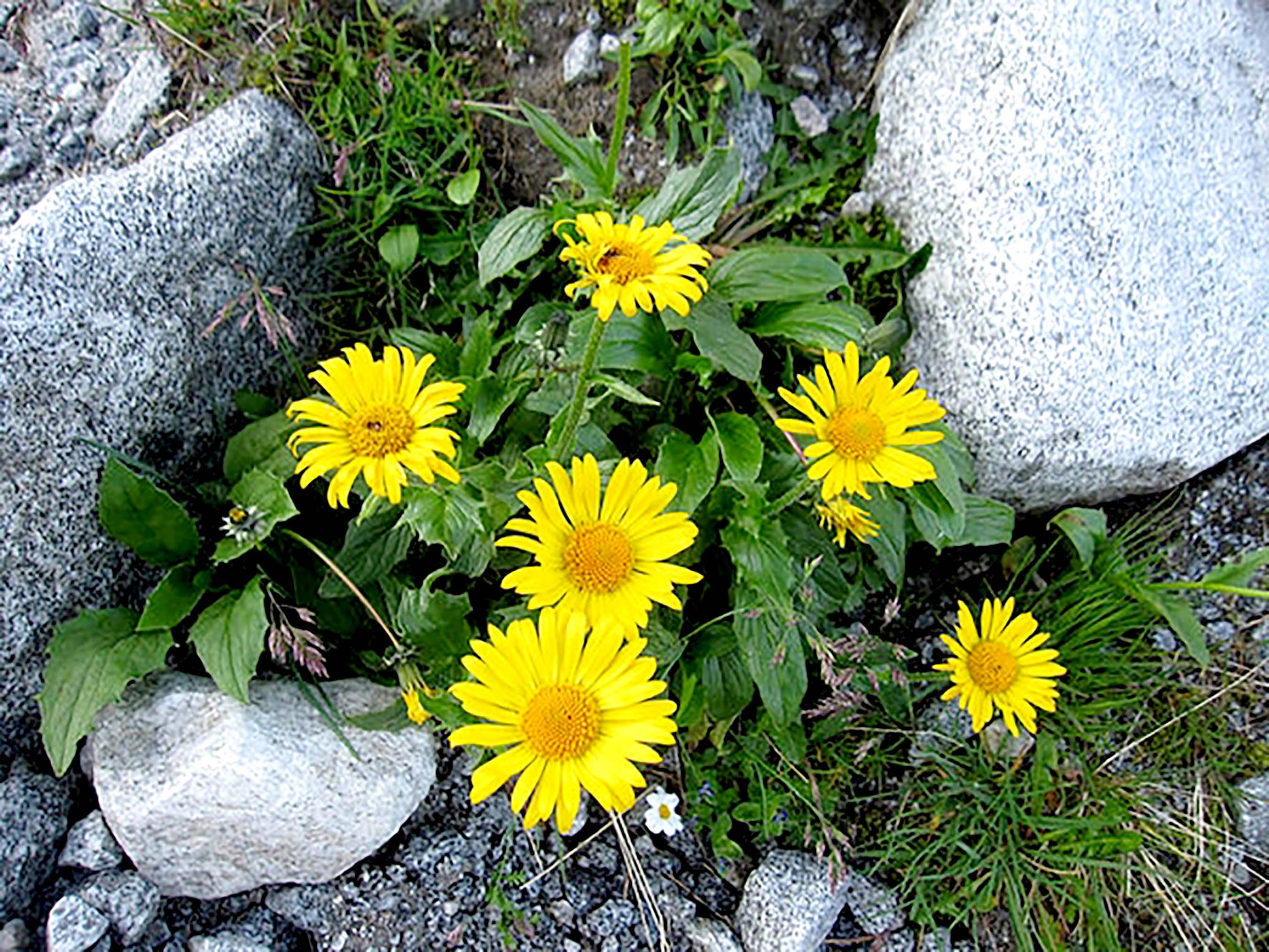 Mountain Arnica Seeds, Arnica Montana, Sourced From Certified Growers, 15+  Seeds, Medicinal Herb Seeds, Non GMO, USA Grown - Etsy