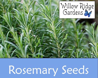 Rosemary Seeds, 30+ Seeds, Sourced from Certified Growers, Rosemary Herb, Medicinal Herb Seeds, Heirloom, Rosemary Plant, USA Grown