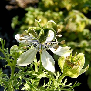 Pode incluir: Uma flor branca com p&eacute;talas delicadas e caules verdes. A flor tem um grupo central de pequenas sementes marrons.