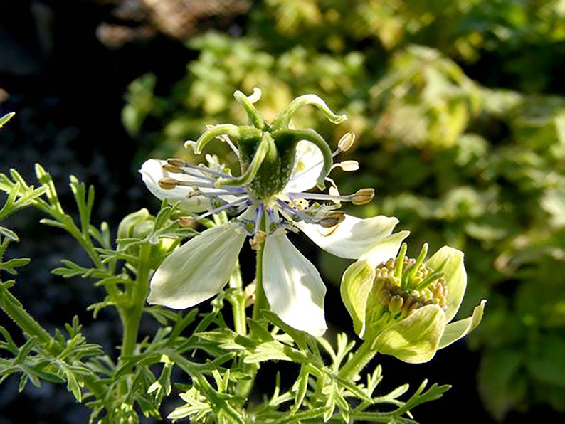 Pode incluir: Uma flor branca com p&eacute;talas delicadas e caules verdes. A flor tem um grupo central de pequenas sementes marrons.