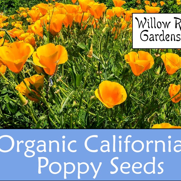 Organic California Poppy, Eschscholzia Californica, 50 Seeds, Medicinal Herbs, Heirloom Seeds, Non GMO, Plant, USA Grown