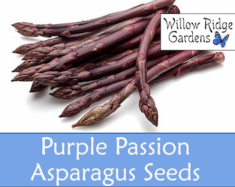 Purple Passion Asparagus Seeds, 15+ Seeds, Pesticide Free, Garden Seeds, Non GMO, Heirloom Seeds, USA Grown