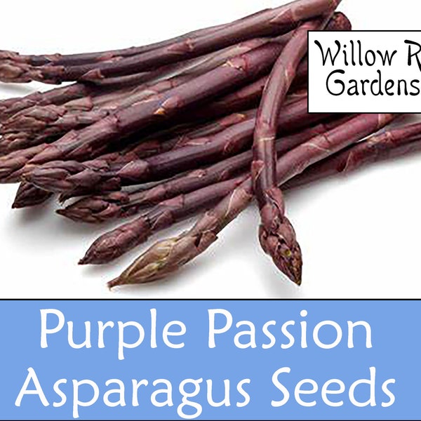 Purple Passion Asparagus Seeds, 15+ Seeds, Organically Grown, Pesticide Free, Garden Seeds, Non GMO, Heirloom Seeds, USA Grown