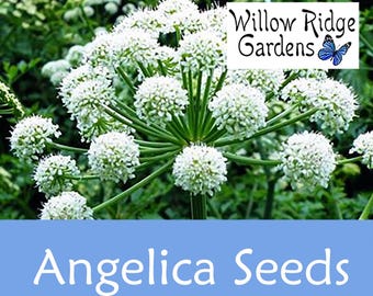 Angelica Seeds, Heirloom Medicinal Herb, USA Grown (20+ Seeds)