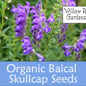 Organic Baikal Skullcap Seeds, 25+ Seeds, Scutellaria Baicalensis, Medicinal Herb Seeds, Heirloom, Skullcap Plant, USA Grown