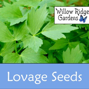 Lovage Seeds, Sourced from Certified Grower, 15+ Seeds, Medicinal Herbs, Heirloom Seeds, Non GMO, Plant, USA Grown