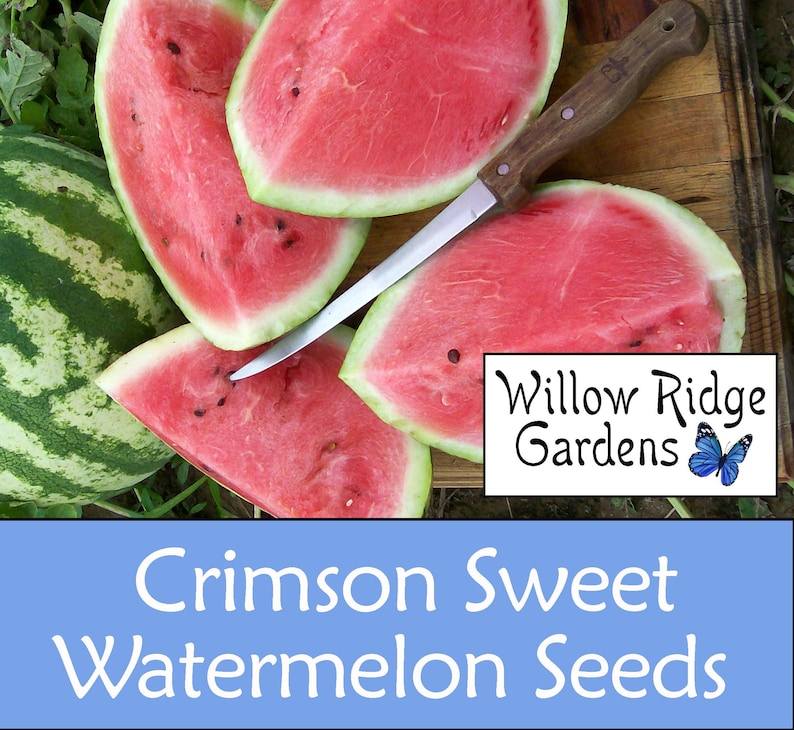 Willow Ridge Gardens Crimson Sweet Watermelon Seeds - Thumbnail 3