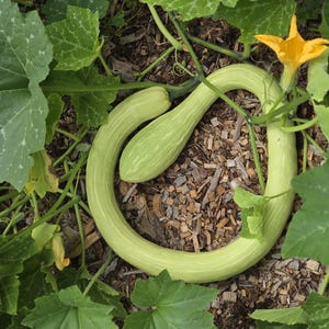 Tromboncino Squash Seeds, Pesticide Free, Non-GMO, USA Grown (10+ Seeds) image 2